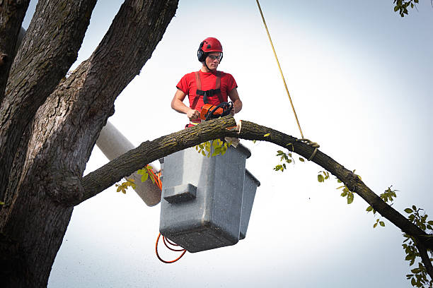 Palm Tree Trimming in White Plains, NC